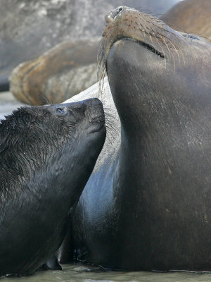 Elephant seal, mother and calf, Falklands