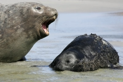 Elephant seal, mother and calf, Falklands