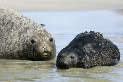 Elephant seal, mother and calf, Falklands