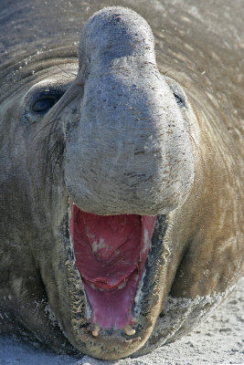Elephant seal, calling Bull, Falklands