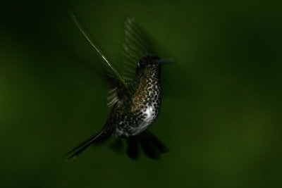 Many-spotted Hummingbird, Peru