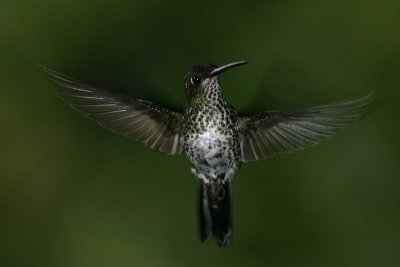 Many-spotted Hummingbird, Peru
