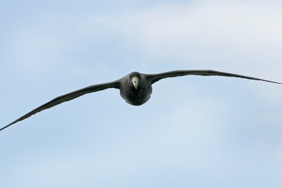 Southern Giant Petrel, Falklands