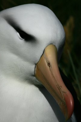 Black-browed Albatross, Falklands