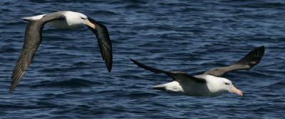 Black-browed Albatross, Falklands