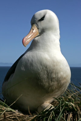 Black-browed Albatross, Falklands