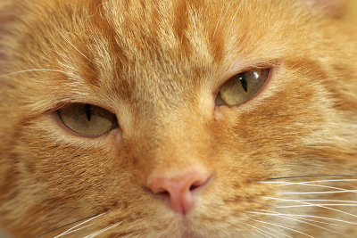 Joris, housecat