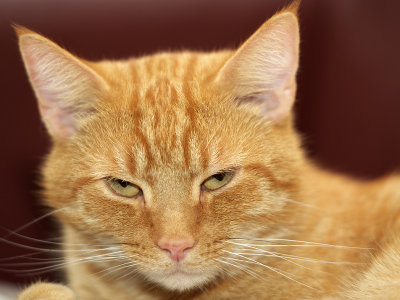 Joris, housecat