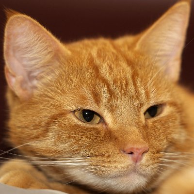 Joris, housecat