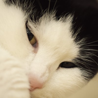 Jetje, housecat