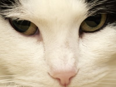 Jetje, housecat