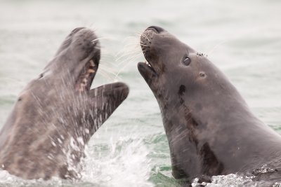 Grey seals