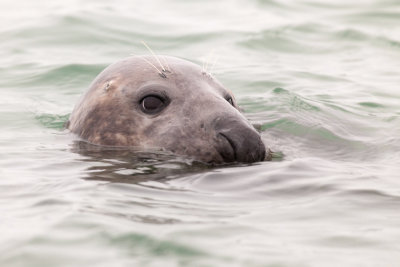 Grey seal