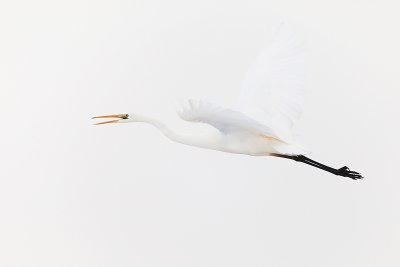 Great white egret