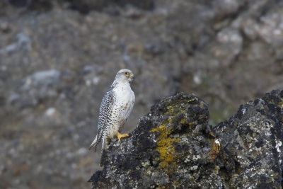 Gyrfalcon