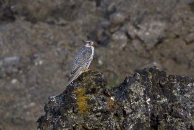 Gyrfalcon