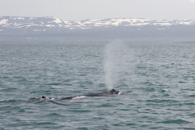 Humpback whale