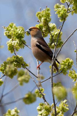 hawfinch IMG_9256.jpg