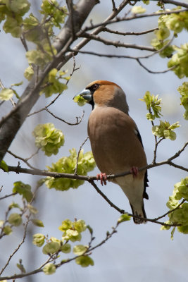 hawfinch IMG_9258-2.jpg