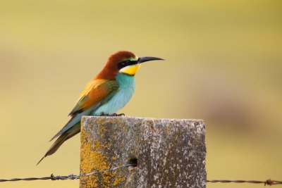 European bee-eater IMG_8121.jpg