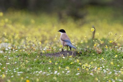 azure-winged magpie IMG_8278.jpg