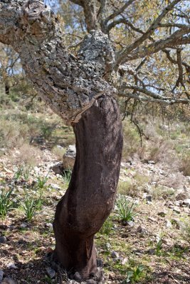 cork oak 9D7E7522.jpg