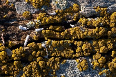 lichens 9D7E7592.jpg