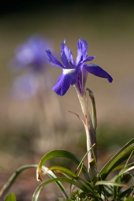lilly spec. IMG_8612.jpg