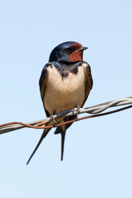 barn swallow IMG_9625.jpg