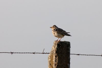 calander lark IMG_8807.jpg