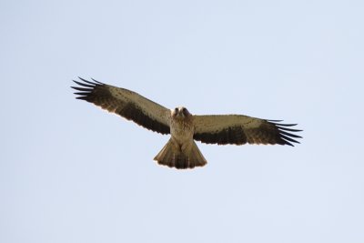 booted eagle IMG_8993.jpg