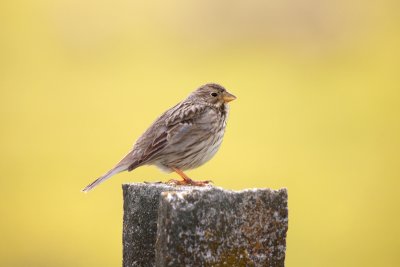 corn bunting IMG_8097.jpg