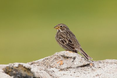 corn bunting IMG_8263.jpg