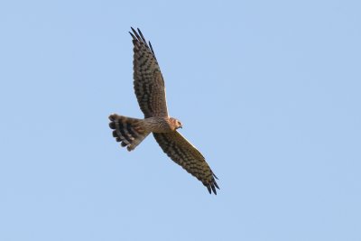 Montagu's harrier IMG_0124.jpg