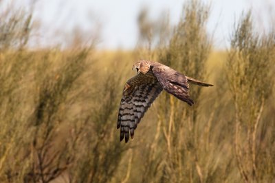 Montagu's harrier IMG_0132.jpg