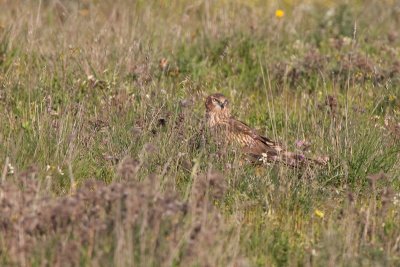 Montagu's harrier IMG_0144.jpg