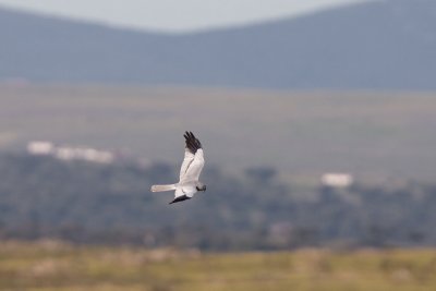 Montagu's harrier IMG_8823.jpg