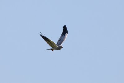 Montagu's harrier IMG_9934.jpg