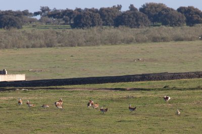 great bustards IMG_8005.jpg