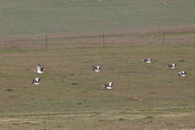 great bustards IMG_8031.jpg