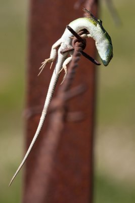 lizard, prey of great grey shrike 9D7E7620.jpg