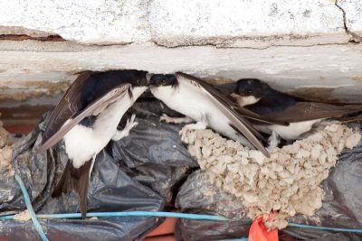 house martins IMG_8893.jpg