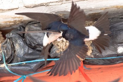 house martins IMG_8904-2.jpg
