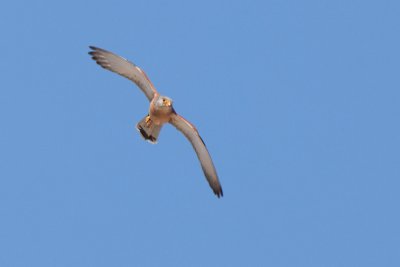 g3/32/780432/3/124077387.Te6IEfmq.jpg