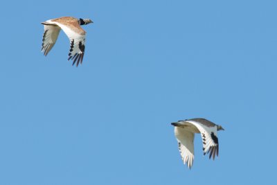 little bustards 9D7E7572.jpg