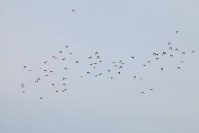little bustards, flock of  69 birds IMG_8768.jpg