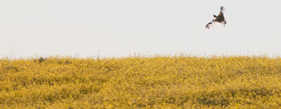 little bustard IMG_8789.jpg
