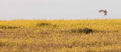 little bustard IMG_8792.jpg