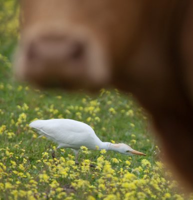 cattle egret IMG_8184.jpg