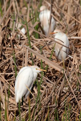 cattle egrets IMG_9583.jpg